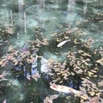 岐阜県関市「モネの池」はドローンで撮影可能？禁止事項まとめ